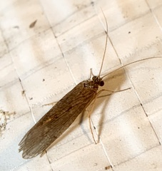 Rhyacophiloidea