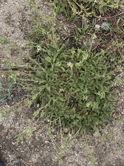 Horkelia clevelandii