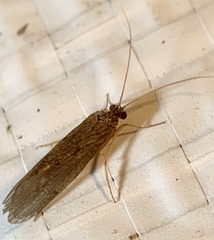 Rhyacophiloidea