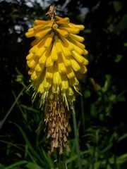Kniphofia citrina