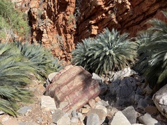 Macrozamia macdonnellii