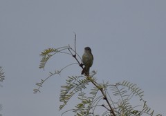Vireo bellii