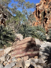 Macrozamia macdonnellii
