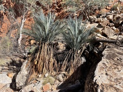 Macrozamia macdonnellii
