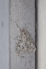Andropolia aedon