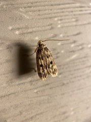 Martyringa latipennis