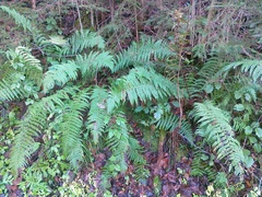 Dryopteris affinis
