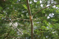 Lymantria dispar dispar