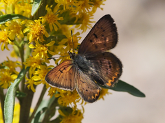 Tharsalea dorcas sangremar