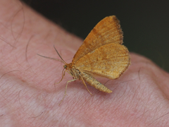 Macaria brunneata