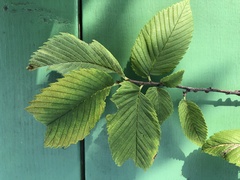 Parthenolecanium corni