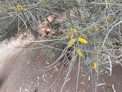 Acacia brachystachya