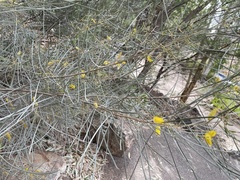 Acacia brachystachya