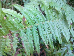 Dryopteris affinis