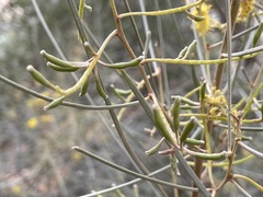 Acacia brachystachya