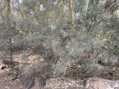 Acacia brachystachya