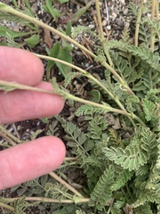 Horkelia clevelandii