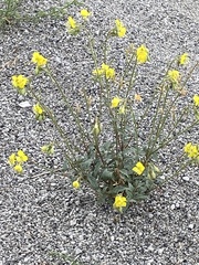 Chylismia claviformis lancifolia