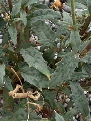Chylismia claviformis lancifolia