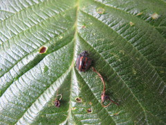 Toxotoma monovittata