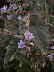 Althaea