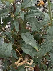 Chylismia claviformis lancifolia