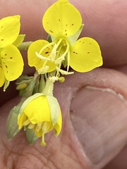 Chylismia claviformis lancifolia