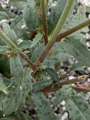Chylismia claviformis lancifolia
