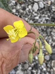 Chylismia claviformis lancifolia