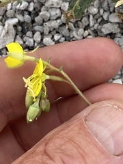 Chylismia claviformis lancifolia
