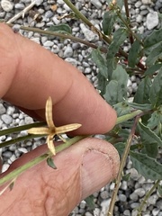 Chylismia claviformis lancifolia