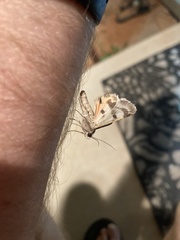 Drasteria ingeniculata