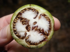 Schlegelia fastigiata
