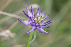 Phyteuma scheuchzeri