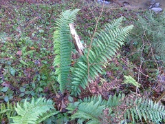 Polystichum × luerssenii