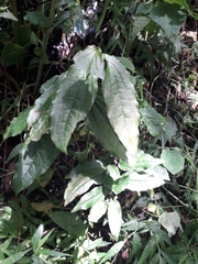 Thunbergia mysorensis