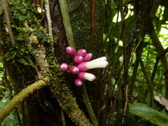 Schlegelia fastigiata