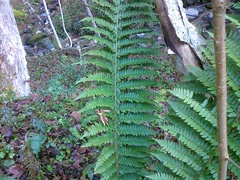 Polystichum × luerssenii