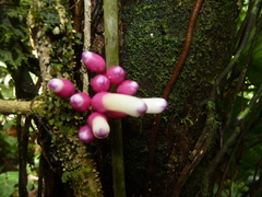 Schlegelia fastigiata