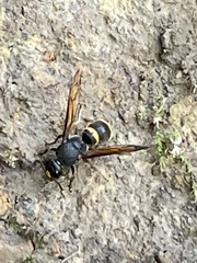 Orancistrocerus drewseni