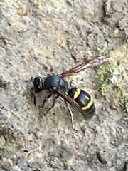 Orancistrocerus drewseni