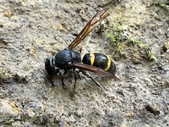 Orancistrocerus drewseni