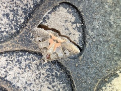 Drasteria ingeniculata