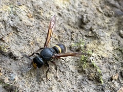 Orancistrocerus drewseni