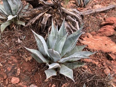 Agave verdensis