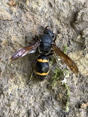 Orancistrocerus drewseni