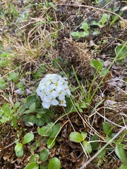 Cardamine microphylla