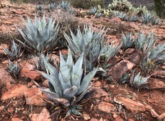 Agave verdensis