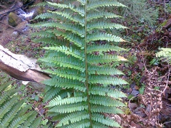 Polystichum × luerssenii