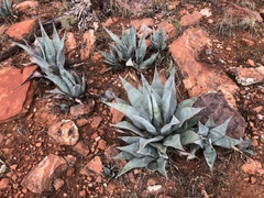 Agave verdensis